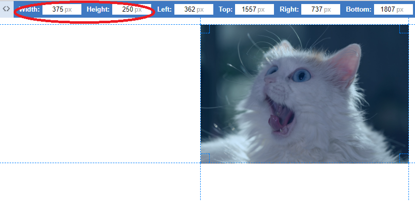 猫画像のサイズ